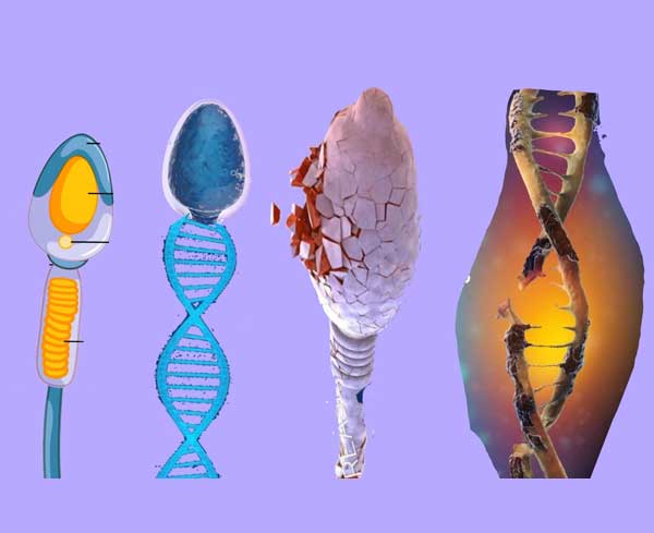 DNA Fragmentation Test